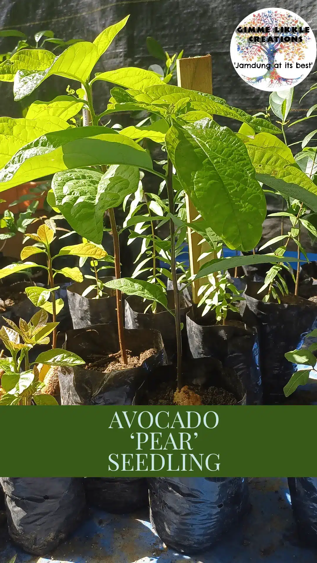 Avocado ‘Pear’ Seedling