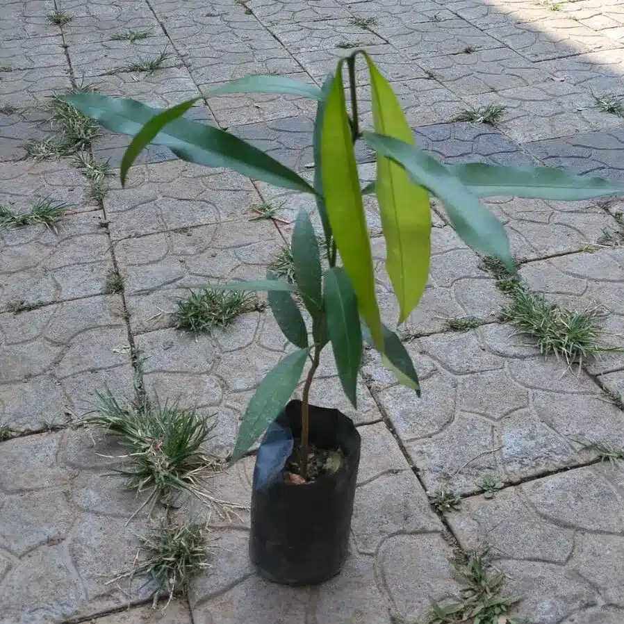 Achachairú Fruit Tree