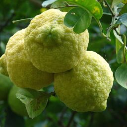 Starr 061105 1366 Citrus Limon