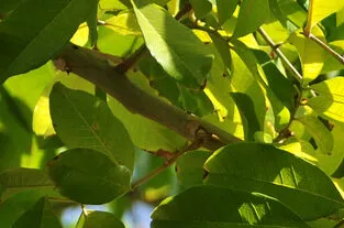 large akee fruit