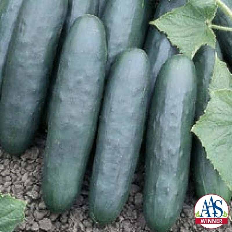 CucumberMarketer.120 2