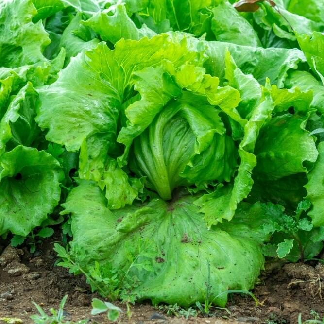 Mature-Heads-with-Irrigation