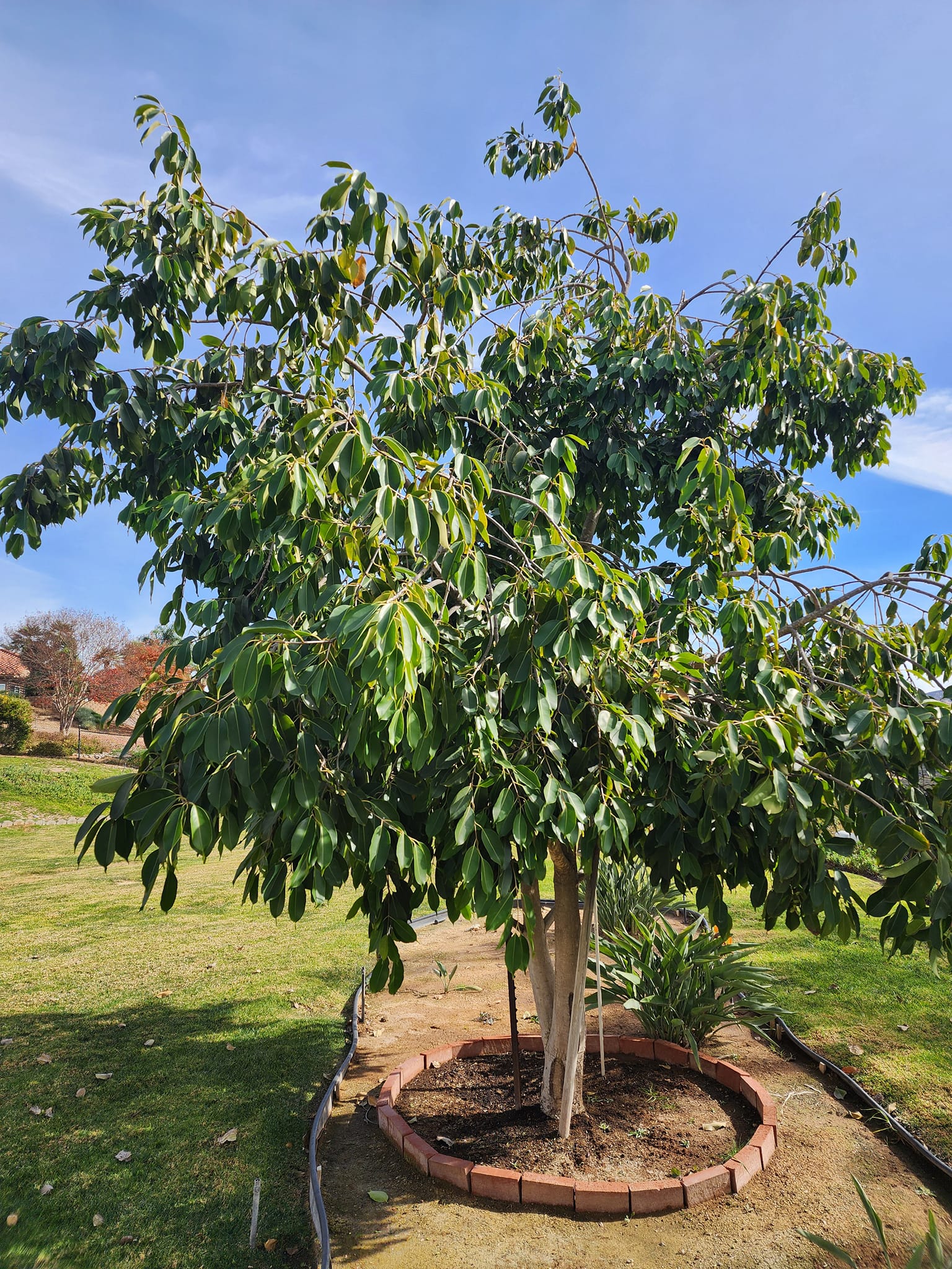 480155629_1709850769932926_4212366600718460531_n