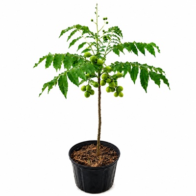 Dwarf June Plum Pic